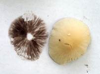 Behangener Faserling, Foto 63