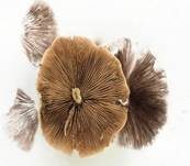 Behangener Faserling, Foto 64