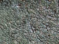 Glatte Porenflechte, Foto 8
