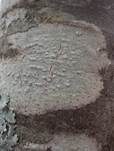 Glatte Porenflechte, Foto 10