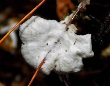 Glatter Becherschichtpilz, Foto 3