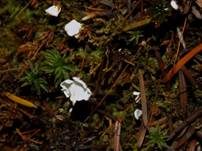 Glatter Becherschichtpilz, Foto 7