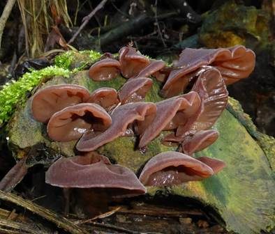 Glatter Ohrlappenpilz, Foto 3