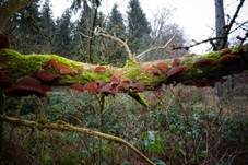 Glatter Ohrlappenpilz, Foto 102