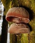 Glatter Ohrlappenpilz, Foto 103