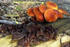 Glatter Ohrlappenpilz, Foto 108