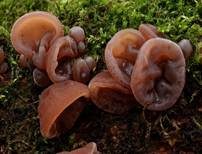 Glatter Ohrlappenpilz, Foto 14