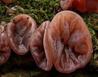 Glatter Ohrlappenpilz, Foto 16