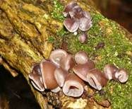 Glatter Ohrlappenpilz, Foto 19