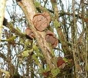 Glatter Ohrlappenpilz, Foto 20