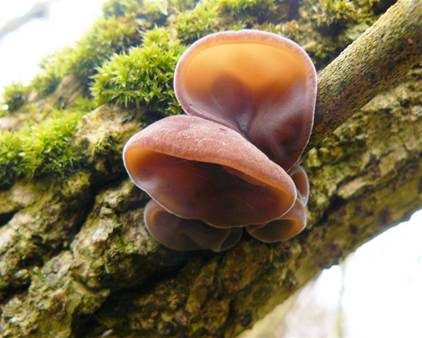 Glatter Ohrlappenpilz, Foto 4