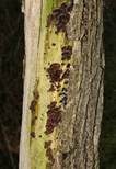 Glatter Ohrlappenpilz, Foto 22
