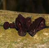 Glatter Ohrlappenpilz, Foto 23