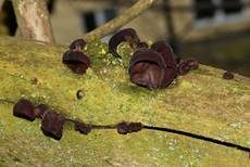 Glatter Ohrlappenpilz, Foto 25