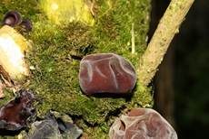 Glatter Ohrlappenpilz, Foto 27