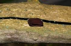 Glatter Ohrlappenpilz, Foto 29