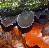 Glatter Ohrlappenpilz, Foto 30