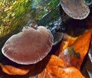 Glatter Ohrlappenpilz, Foto 32