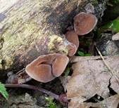 Glatter Ohrlappenpilz, Foto 36