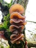 Glatter Ohrlappenpilz, Foto 40