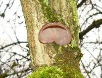 Glatter Ohrlappenpilz, Foto 42