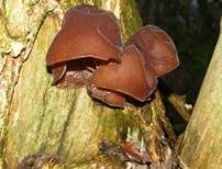 Glatter Ohrlappenpilz, Foto 43