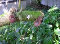 Glatter Ohrlappenpilz, Foto 50