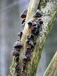 Glatter Ohrlappenpilz, Foto 58