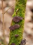 Glatter Ohrlappenpilz, Foto 60