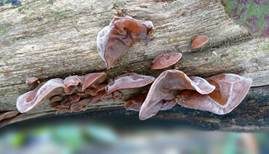 Glatter Ohrlappenpilz, Foto 66