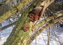 Glatter Ohrlappenpilz, Foto 67