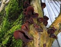 Glatter Ohrlappenpilz, Foto 68
