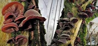 Glatter Ohrlappenpilz, Foto 69