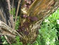 Glatter Ohrlappenpilz, Foto 71