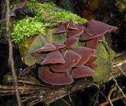 Glatter Ohrlappenpilz, Foto 9