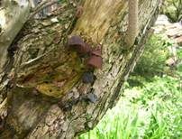 Glatter Ohrlappenpilz, Foto 72