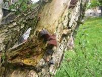 Glatter Ohrlappenpilz, Foto 74
