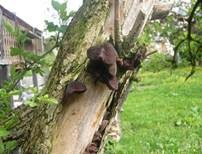 Glatter Ohrlappenpilz, Foto 75