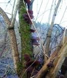 Glatter Ohrlappenpilz, Foto 76