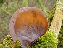 Glatter Ohrlappenpilz, Foto 10