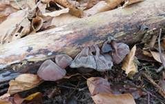Glatter Ohrlappenpilz, Foto 85