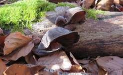 Glatter Ohrlappenpilz, Foto 86