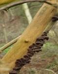 Glatter Ohrlappenpilz, Foto 87
