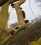 Glatter Ohrlappenpilz, Foto 88
