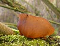 Glatter Ohrlappenpilz, Foto 11