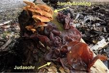 Glatter Ohrlappenpilz, Foto 93