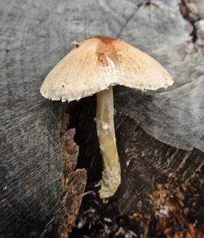 Glatter Schirmling, Foto 4