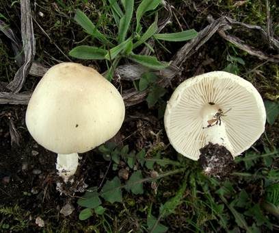 Glatter Schirmling, Foto 5
