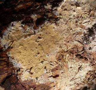 Glatter Zystidenrindenpilz, Foto 3