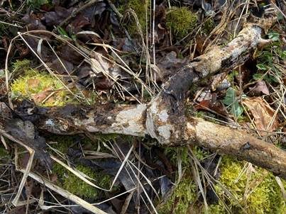 Glatter Zystidenrindenpilz, Foto 5